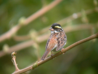 노랑눈썹멧새 Emberiza chrysophrys | yellow-browed bunting