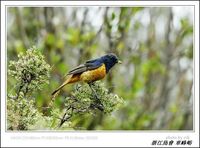 Phoenicurus frontalis Blue-fronted Redstart 藍額紅尾鴝 078-089