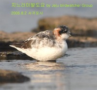 지느러미발도요 Red-necked Phalarope