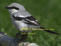 물때까치 Great Gray Shrike