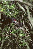 The Chestnut-bellied Malkoha (Phaenicophaeus sumatranus) builds its nest in trees. Made of twigs...