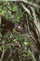 ...The Chestnut-bellied Malkoha (Phaenicophaeus sumatranus) builds its nest in trees. Made of twigs