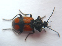 Panagaeus cruxmajor