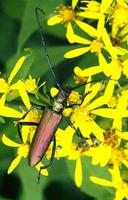 Aromia moschata - Musk Beetle