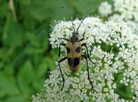 Pachyta quadrimaculata