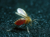 Phlebotomus