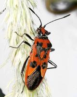 Corizus hyoscyami