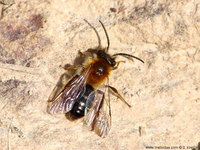 Andrena gravida