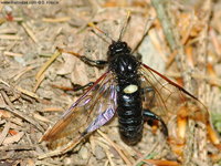 Cimbex femoratus