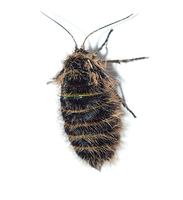 Lycia pomonaria