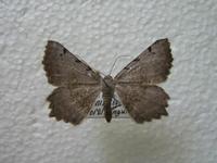Neognopharmia stevenaria