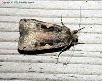 Xestia c-nigrum - Setaceous Hebrew Character