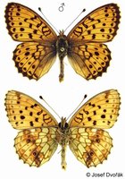 Brenthis ino - Lesser Marbled Fritillary