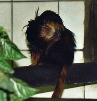 Golden-headed lion tamarin (Leontopithecus chrysomelas)