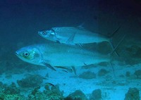 Chanos chanos, Milkfish: fisheries, aquaculture, gamefish, bait