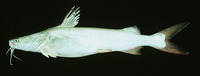Sciades proops, Crucifix sea catfish: fisheries