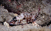 Lethrinus atlanticus, Atlantic emperor: fisheries