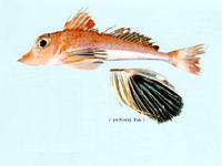 Lepidotrigla grandis, Supreme gurnard: