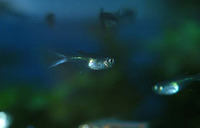 Corynopoma riisei, Swordtail characin: aquarium