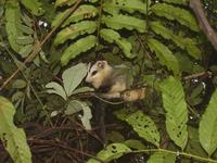 Image of: Didelphis albiventris (white-eared opossum)