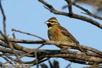 Emberiza cirlus - Cirl Bunting