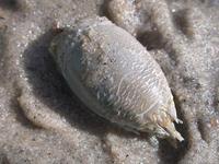 Image of: Emerita talpoida (Atlantic sand crab)