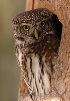 Glaucidium passerinum - Pygmy Owl