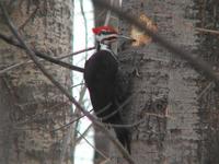 Image of: Dryocopus pileatus (pileated woodpecker)