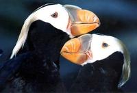 Image of: Fratercula cirrhata (tufted puffin)