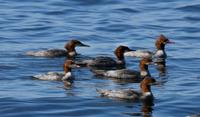 Image of: Mergus merganser (goosander;common merganser)