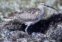 Image of: Numenius tahitiensis (bristle-thighed curlew)