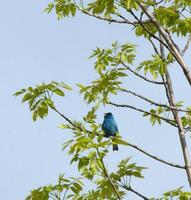 Image of: Passerina cyanea (indigo bunting)