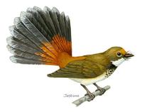 Image of: Rhipidura rufifrons (rufous fantail)