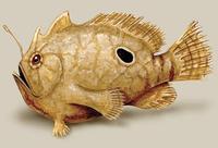 Image of: Antennarius radiosus (singlespot frogfish)