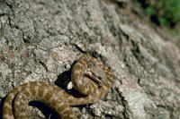 Image of: Hypsiglena torquata (night snake)