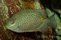 Siganus guttatus - Deepbody Spinefoot