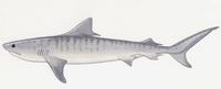 Image of: Galeocerdo cuvier (tiger shark)