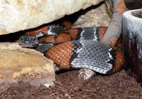 Lampropeltis alterna - Gray-banded Kingsnake