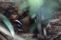 Rail-babbler - Eupetes macrocerus