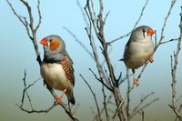 Zebra Finch