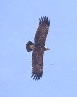 Lesser Spotted Eagle - Aquila pomarina