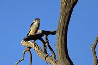 Pygmy Falcon - Polihierax semitorquatus