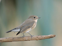 Red-breasted Flycatcher (Ficedula parva) photo