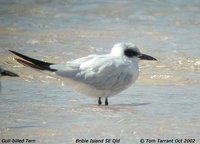 Gull-billed Tern - Sterna nilotica