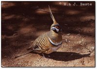 Spinifex Pigeon - Geophaps plumifera