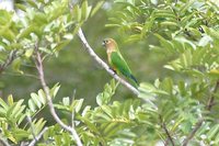 Brown-throated Parakeet - Aratinga pertinax