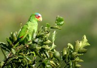 White-fronted Parrot - Amazona albifrons