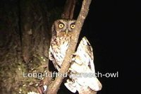 Long-tufted Screech-Owl - Megascops sanctaecatarinae