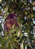 Brown Fish-Owl - Ketupa zeylonensis