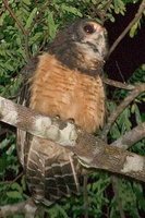 Tawny-browed Owl - Pulsatrix koeniswaldiana